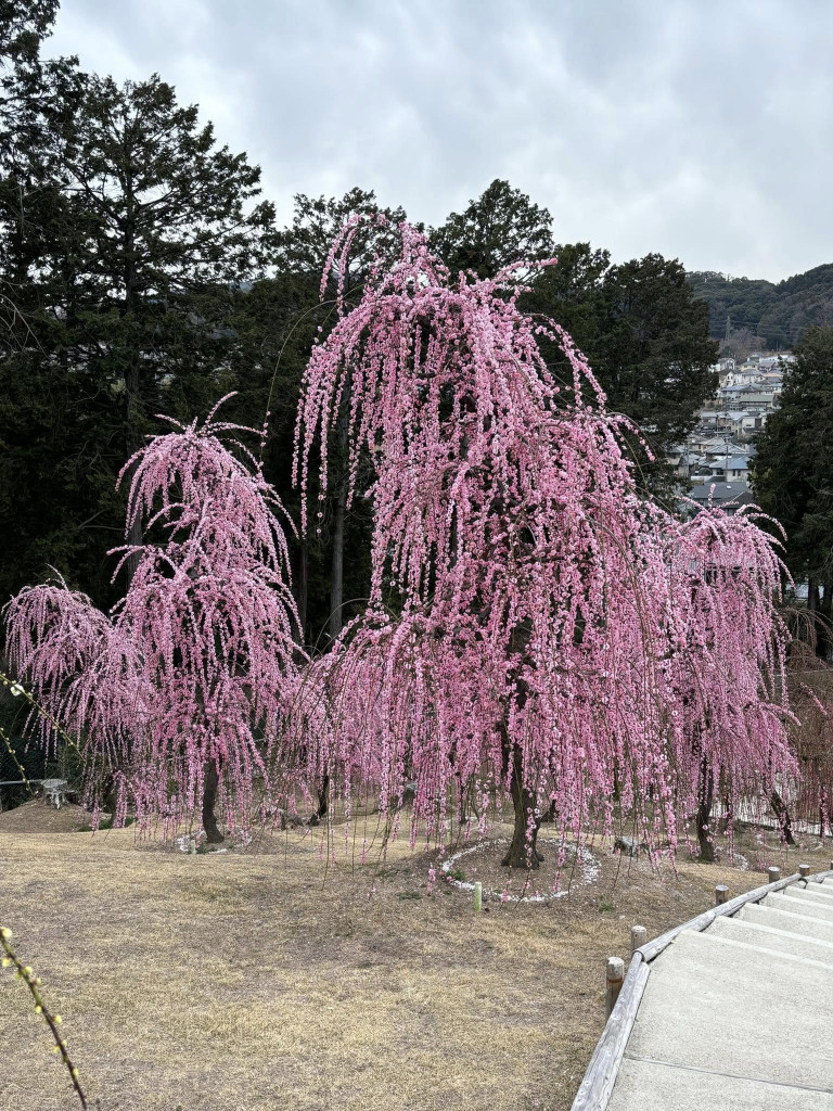 490378683_1137017074892838_8338592309974657358_n