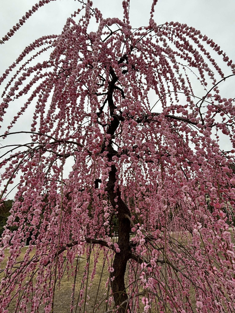 490753498_1137017444892801_8224705047679164896_n